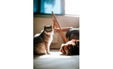 Vermifuges et anti-puces : pourquoi et comment  prendre soin de nos compagnons