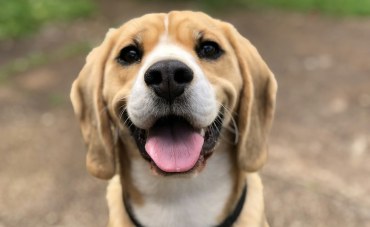 VERMIFUGES CHIEN ET CHAT : Pourquoi et quand traiter son compagnon ?