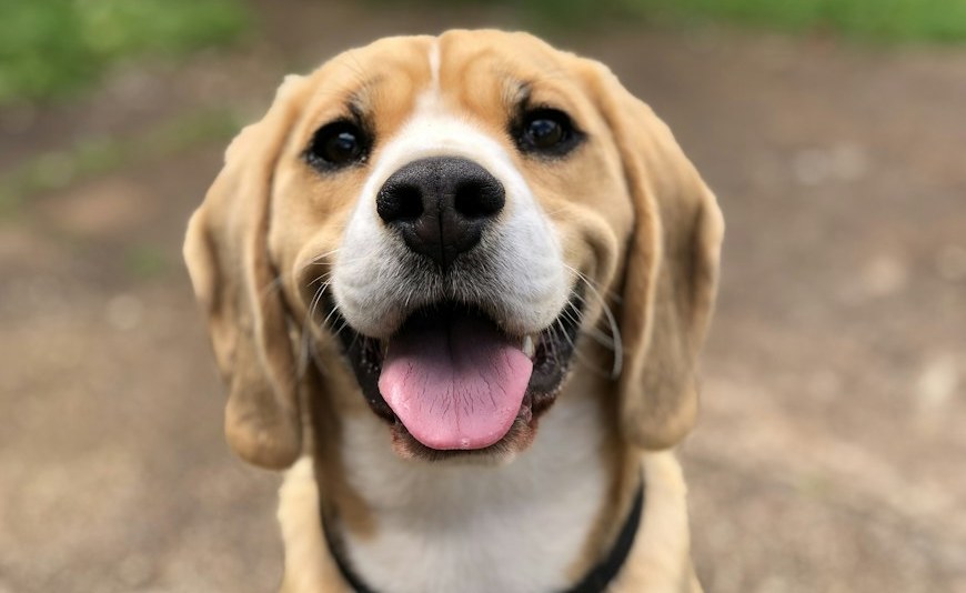 VERMIFUGES CHIEN ET CHAT : Pourquoi et quand traiter son compagnon ?